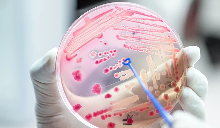 Bakterienkulturen Der Darmflora-Aufbau nach Antibiotika ist häufig nötig